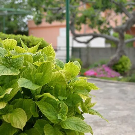 Mladenka 穆泰尔岛