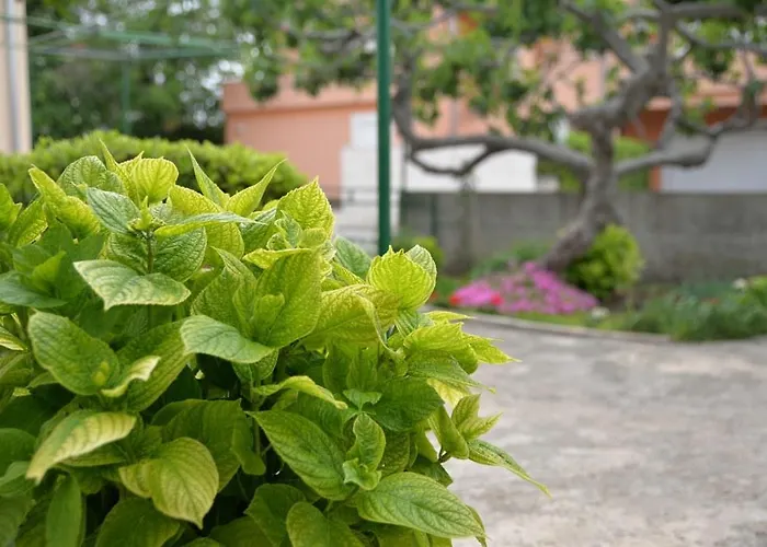 Mladenka 무르테르